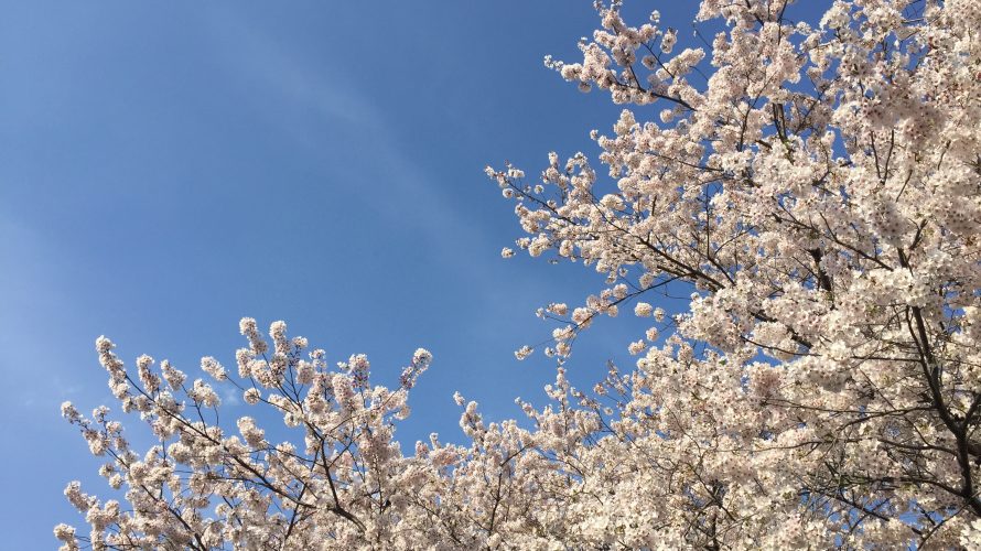 春 桜