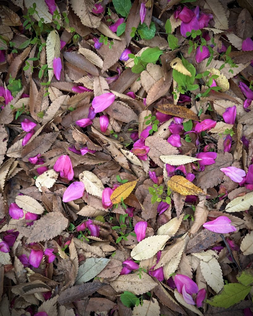 サザンカ 山茶花 さざんか